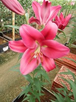 [5185 Carbonero VWS No01.JPG]